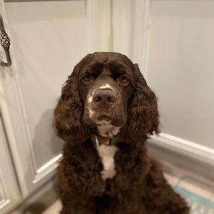 Meet your Posher, Juan